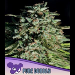 Pure-Durban-3-u-fem-Anesia